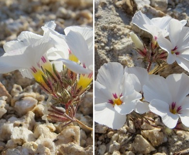 Linanthus concinnus