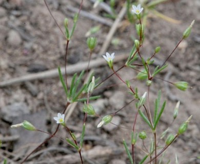 Linanthus harknessii