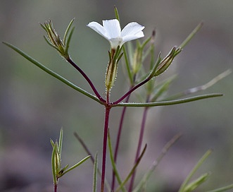 Linanthus jonesii