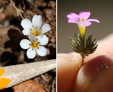 Linanthus killipii