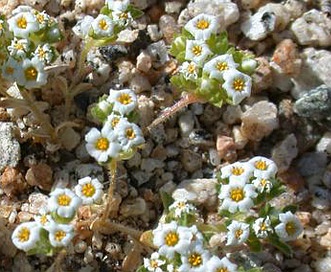 Linanthus maculatus