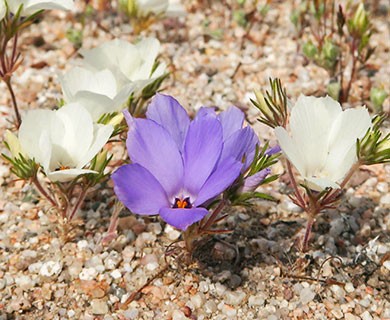 Linanthus parryae