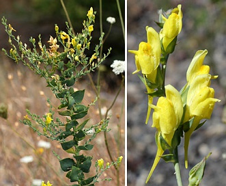 Linaria dalmatica