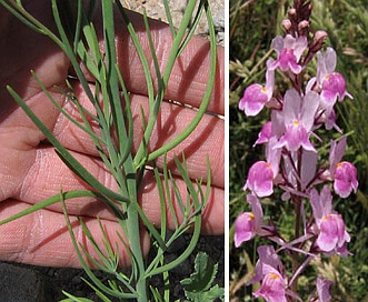 Linaria maroccana