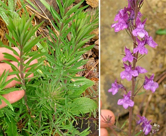 Linaria purpurea