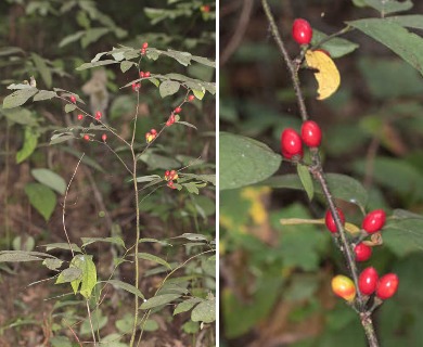 Lindera melissifolia