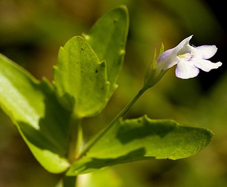 Lindernia dubia