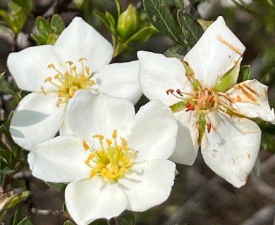 Lindleya mespiloides