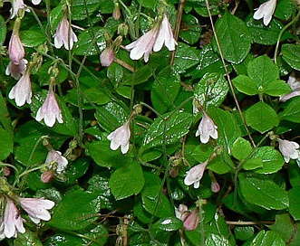 Linnaea borealis