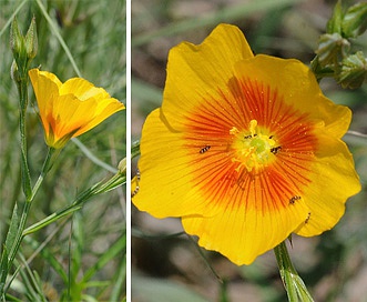 Linum berlandieri