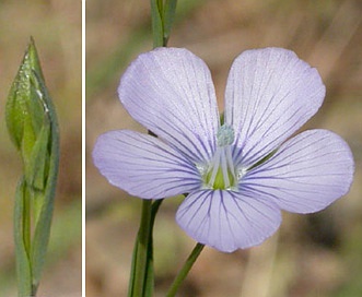 Linum bienne