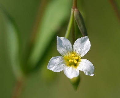 Linum catharticum