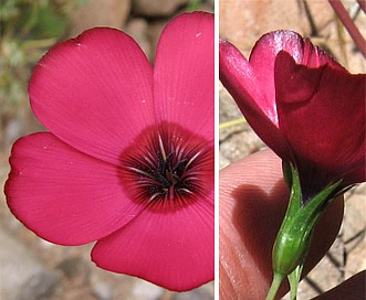 Linum grandiflorum