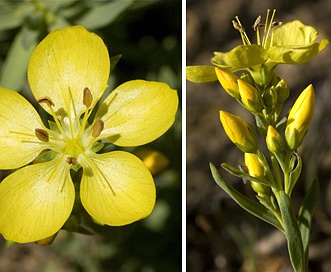 Linum kingii