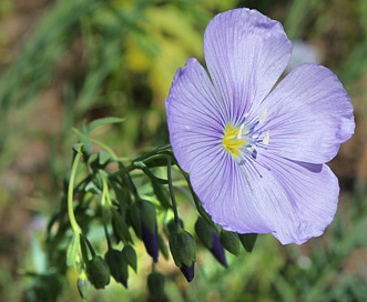 Linum lewisii