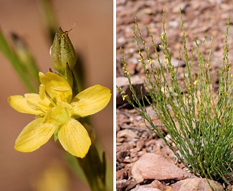 Linum neomexicanum