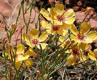 Linum puberulum