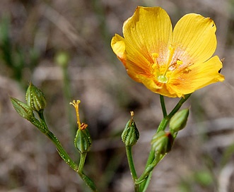 Linum rigidum