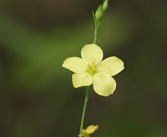 Linum striatum