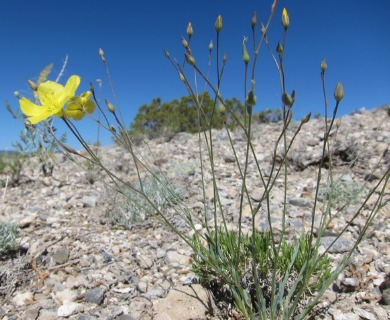 Linum subteres