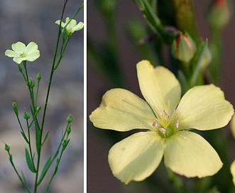 Linum virginianum