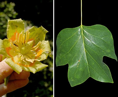 Liriodendron tulipifera