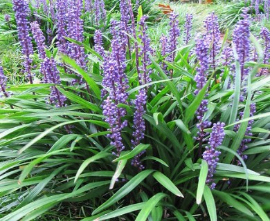 Liriope muscari