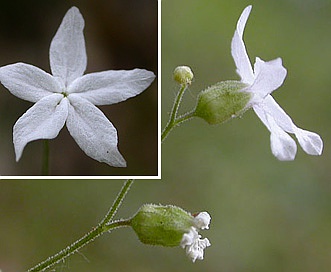 Lithophragma bolanderi