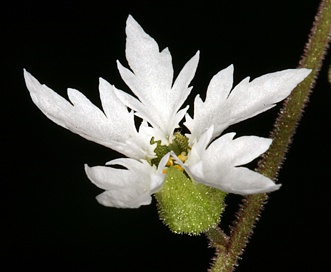 Lithophragma campanulatum