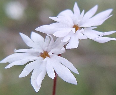 Lithophragma glabrum