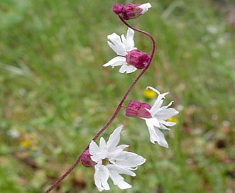 Lithophragma heterophyllum