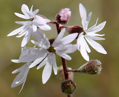 Lithophragma parviflorum