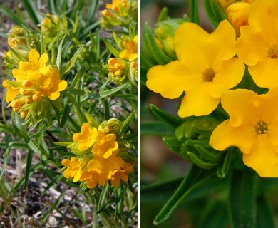 Lithospermum caroliniense