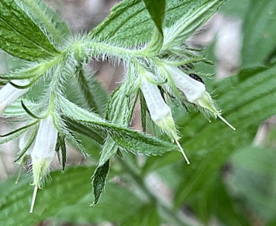 Lithospermum helleri