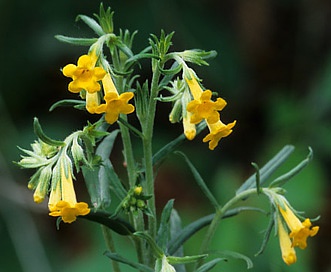 Lithospermum multiflorum