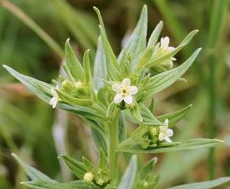 Lithospermum officinale