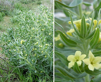 Lithospermum ruderale