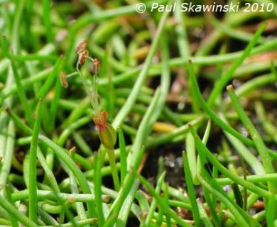 Littorella uniflora