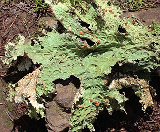 Lobaria oregana