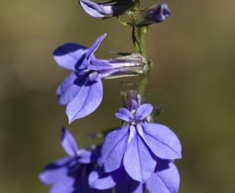 Lobelia amoena