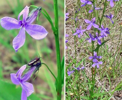 Lobelia anatina