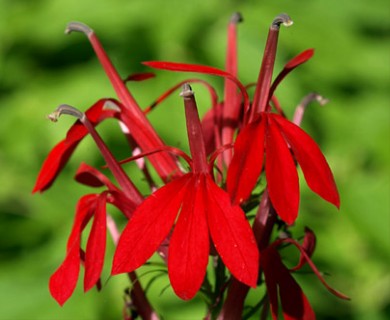 Lobelia cardinalis