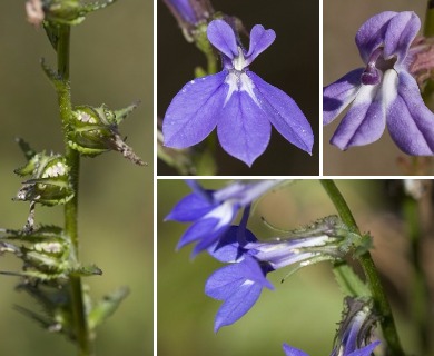 Lobelia georgiana