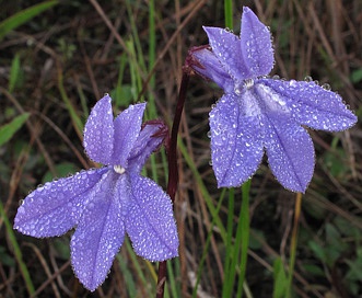 Lobelia glandulosa