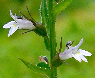 Lobelia inflata