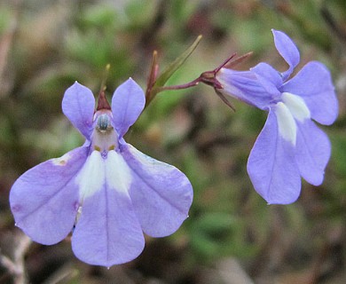 Lobelia kalmii