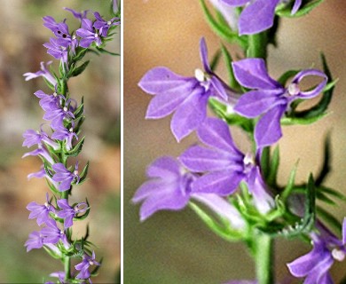 Lobelia puberula