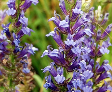 Lobelia siphilitica