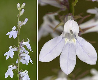 Lobelia spicata