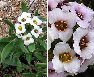 Lobularia maritima